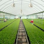 Import greenhouses veggies from Spain