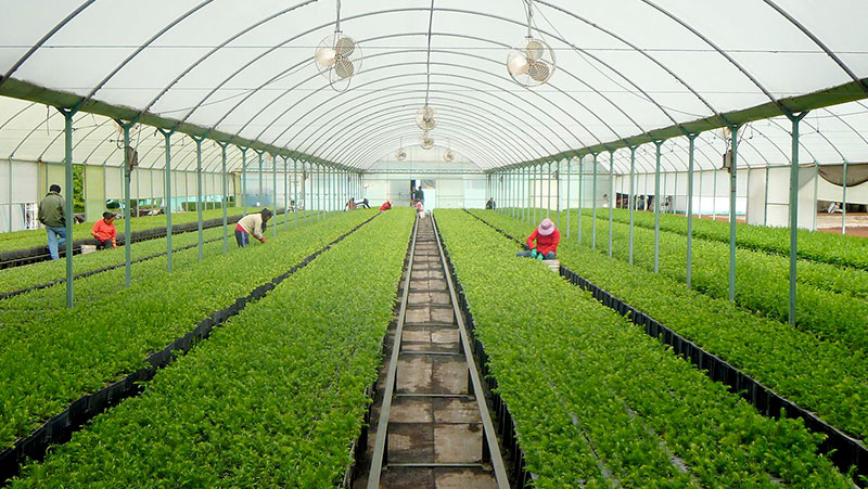 Import greenhouses veggies from Spain